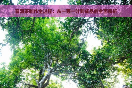 普洱茶制作全过程：从一芽一叶到成品的全面解析