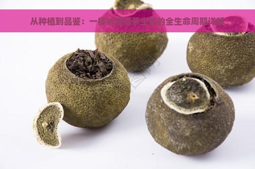 从种植到品鉴：一棵树普洱茶生茶的全生命周期详解