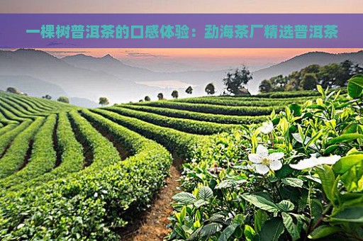 一棵树普洱茶的口感体验：勐海茶厂精选普洱茶