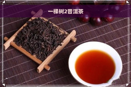 一棵树2普洱茶