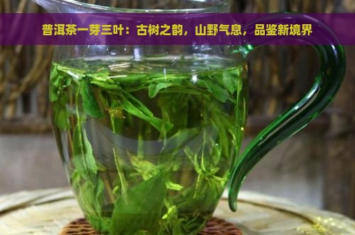 普洱茶一芽三叶：古树之韵，山野气息，品鉴新境界