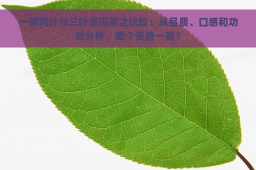 一芽两叶与三叶普洱茶之比较：从品质、口感和功效分析，哪个更胜一筹？