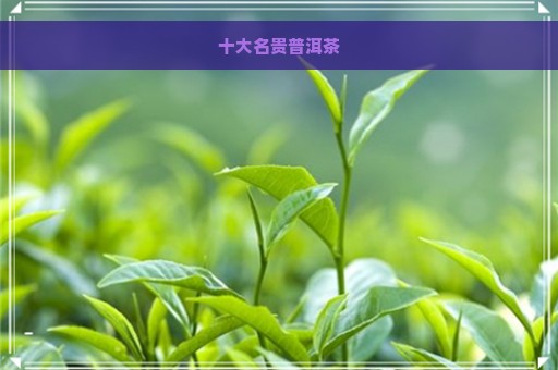 十大名贵普洱茶