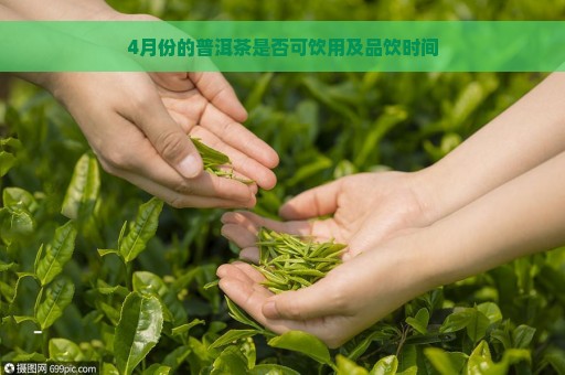 4月份的普洱茶是否可饮用及品饮时间