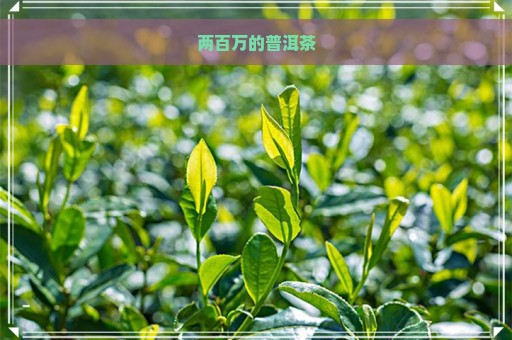 两百万的普洱茶