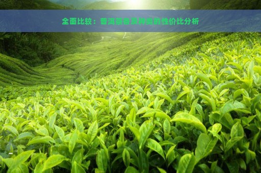 全面比较：普洱茶各及种类的性价比分析