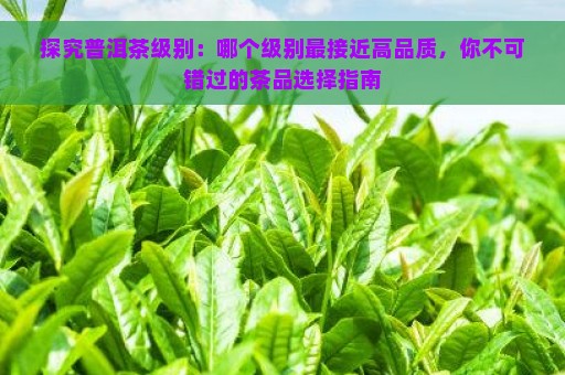 探究普洱茶级别：哪个级别最接近高品质，你不可错过的茶品选择指南