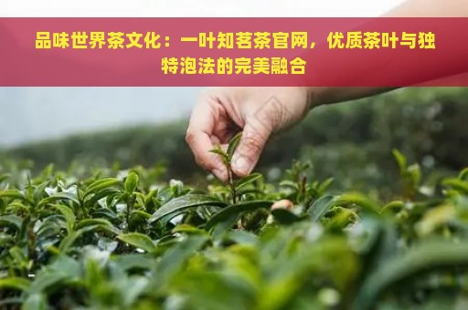 品味世界茶文化：一叶知茗茶官网，优质茶叶与独特泡法的完美融合