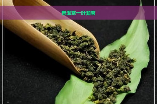 普洱茶一叶知茗