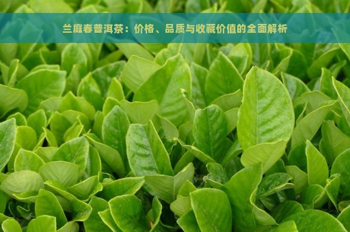 兰庭春普洱茶：价格、品质与收藏价值的全面解析