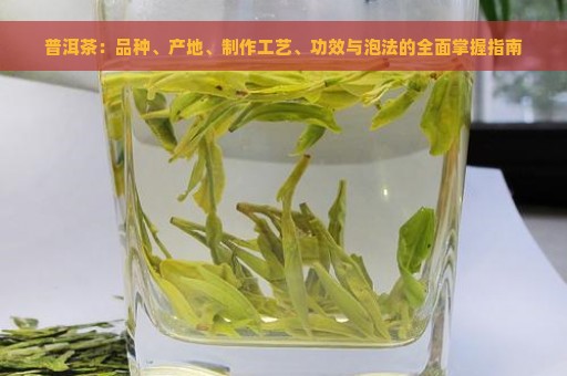 普洱茶：品种、产地、制作工艺、功效与泡法的全面掌握指南