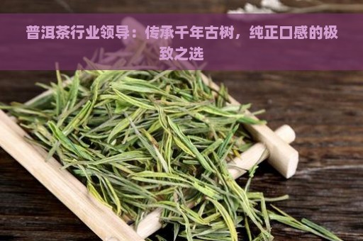 普洱茶行业领导：传承千年古树，纯正口感的极致之选