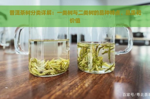 普洱茶树分类详解：一类树与二类树的品种特点、品质和价值