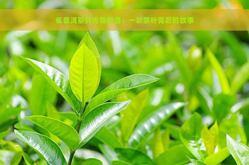 雀普洱茶的传奇起源：一款茶叶背后的故事