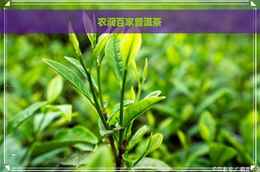 农润百家普洱茶