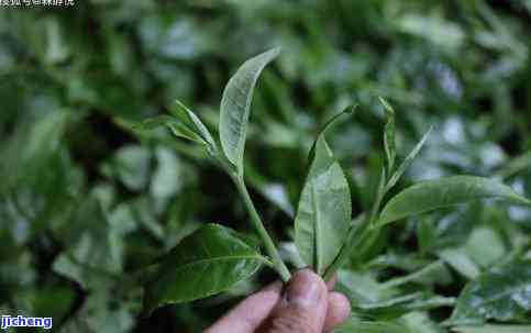 普洱茶葫芦面-葫芦形状的普洱茶