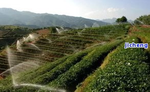 昔归哪座茶山的产品？详解其产地、所属茶山及位置