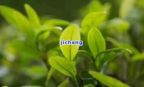 昔归茶山春茶-昔归春茶价格