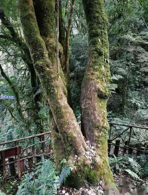 昔归茶树品种：特点、树种、树龄及种类介绍