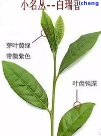 昔归茶叶的叶片特点与所属叶种、茶叶底特性的解析