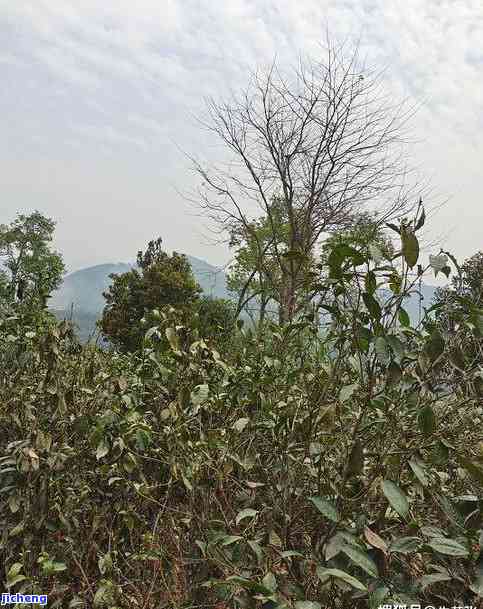 昔归大树口感：价格、古树特性与口感特点全解析