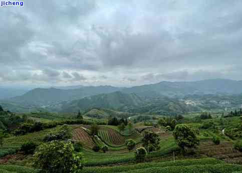 云南昔归山：海拔、位置及七子饼茶介绍