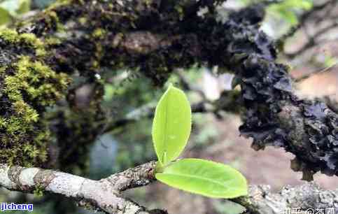 健身茶厂昔归老株：评测、价格与特点全解析，附昔归老茶视频