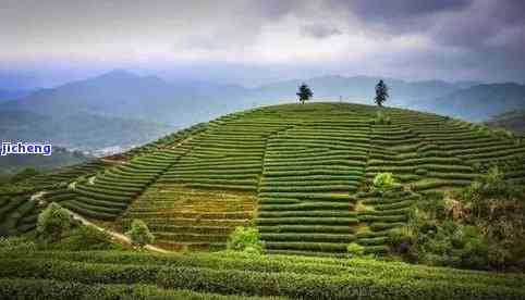 昔归茶山环境-昔归茶山位置