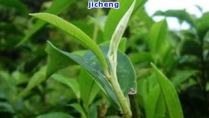 昔归小树春茶-昔归小树茶口感特点