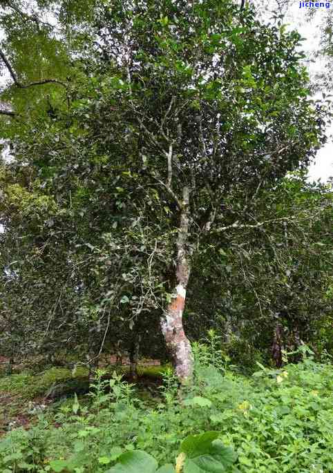 探索昔归口感：特点、那罕古树茶与相似茶叶的比较