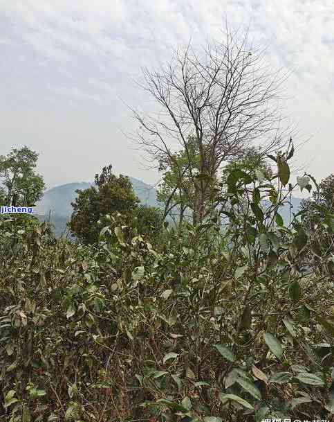 探索昔归口感：特点、那罕古树茶与相似茶叶的比较