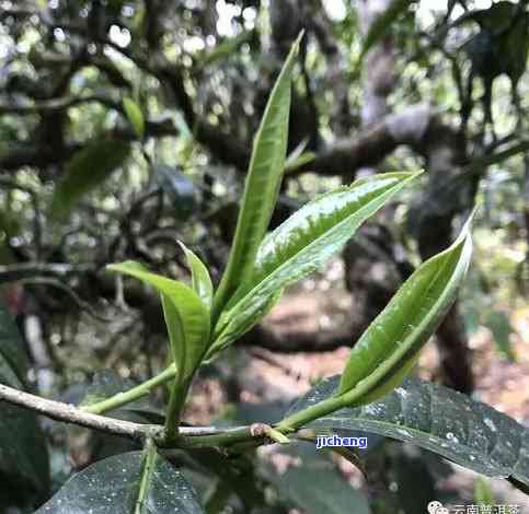 昔归金瓜价格-昔归金叶是什么茶