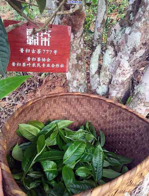 夸大的普洱茶-夸大的普洱茶叫什么