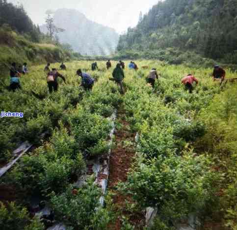 好茶自出深山好环境