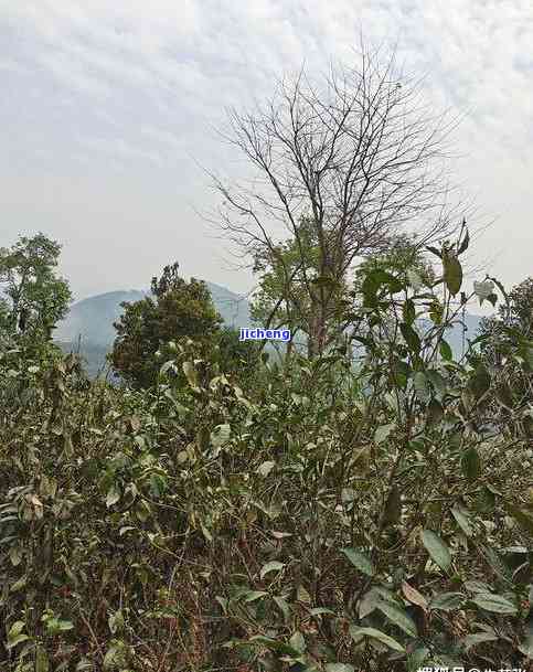 普洱茶茶精：揭示其特性和精华