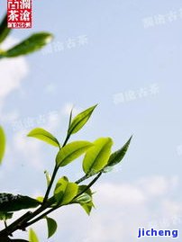 2012昔归古树茶叶价格：生茶、熟茶全解析