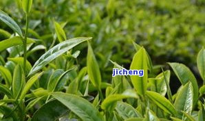 荣普洱茶：全国排名与荣号普洱茶的地位