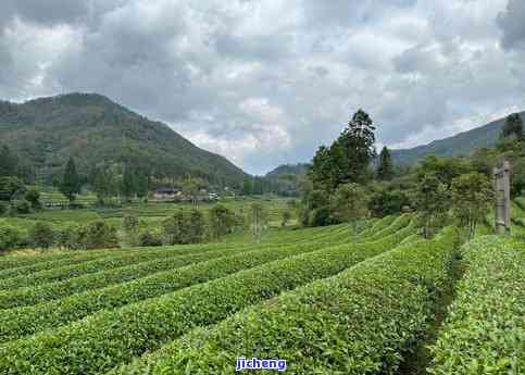 澄海区曼松茶室地址：探寻特别韵味的曼松茶园