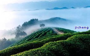 和普洱茶饼-和普洱茶饼能同吃吗