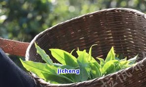 八百年普洱茶-八百年普洱茶老树实景