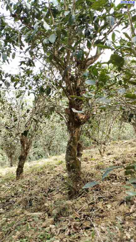 深入解析：古树普洱茶的品质特征与特点