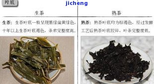 普洱茶班章：生茶还是熟茶？解析班章普洱茶的生熟之分及其特点