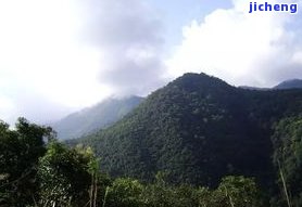 四排山普洱茶-四排山普洱茶产地