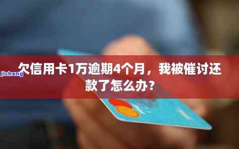 四川苦丁茶：功效、价格、种类、图片、上市时间及产地全解析