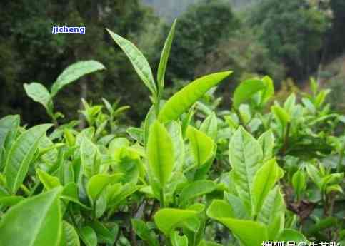 普洱茶驯化种-普洱茶驯化种类有哪些