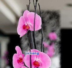 糥冰飘花什么意思，探秘「糥冰飘花」的含义与由来