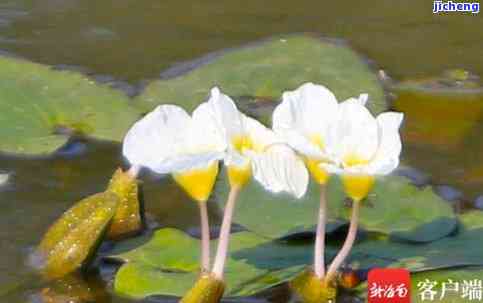 蓝水飘花是莫西干的么-蓝水飘花是莫西干的么还是湿的