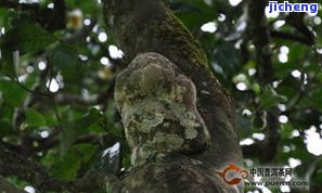 普洱茶邦崴村-普洱邦崴古茶