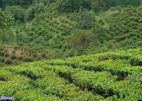 普洱茶是不是分古树茶？探讨其分类标准与起因