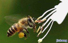 蜜蜂挂件的寓意是什么意思，探索蜜蜂挂件的寓意：一种古老而深刻的象征意义